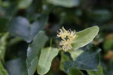 blooming linden flowers against the sky