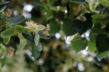 blooming linden flowers against the sky
