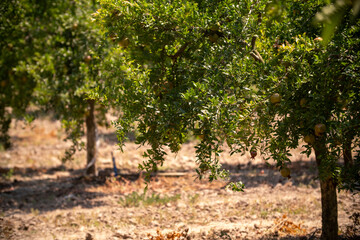 Garden with pomegranate trees and pomegranates on the branches