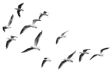 Obraz premium PNG Seagulls flying in white sky