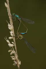 Libelle, Becherjungfer