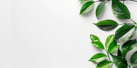 Fototapeta premium A white background with green leaves on it