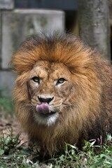 舌を出すオスのライオンの顔のアップ