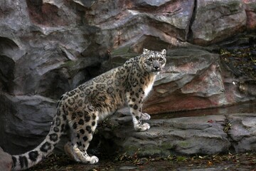 振り向くユキヒョウのポートレート