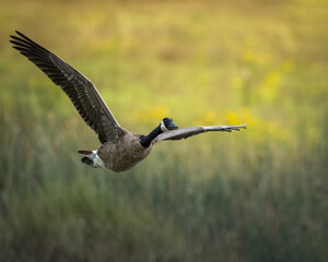 Canada goose