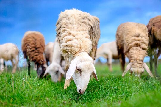 A flock of sheep peacefully grazes on a lush green field under a clear blue sky,