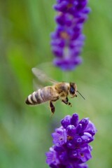 Close-up of a honeybee gathering nectar from a vibrant purple lavender flower, set against a blurred background of lavender blooms.