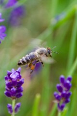Close-up of a honeybee gathering nectar from a vibrant purple lavender flower, set against a blurred background of lavender blooms.