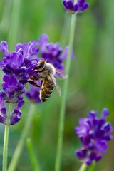 Close-up of a honeybee gathering nectar from a vibrant purple lavender flower, set against a...