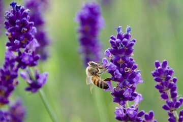 Close-up of a honeybee gathering nectar from a vibrant purple lavender flower, set against a