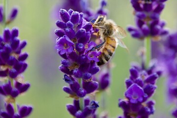 A close-up of a bee gathering nectar from a vibrant lavender blossom, set against a soft green and...