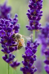 A close-up of a bee gathering nectar from a vibrant lavender blossom, set against a soft green and purple background, capturing the delicate moment of pollination.