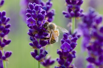 A close-up of a bee gathering nectar from a vibrant lavender blossom, set against a soft green and purple background, capturing the delicate moment of pollination.