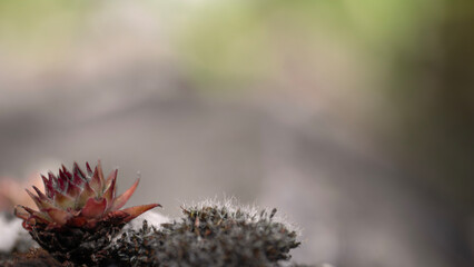 Jovibarba hauswurzen dickblattgew&auml;chse staude steingarten steinrosen r&ouml;tlich gr&uuml;n purpur rosette sukkulente sempervivum