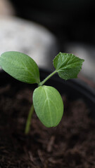 Steckling Gurke clean isoliert Rezept Kochen Zubereitung Zutaten Küchen Aroma Hintergrund 