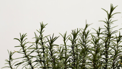 Rosmarin clean isoliert heller Untergrund Rezept Kochen Zubereitung Zutaten Küchen Aroma Hintergrund 