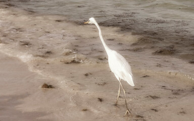 Great white heron Great egret on the beach Caribbean Coast.