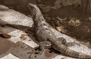 Iguana on ground tropical jungle Playa del Carmen Mexico.