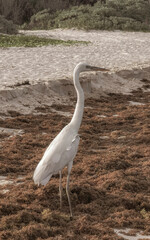 Great white heron Great egret on the beach Caribbean Coast.