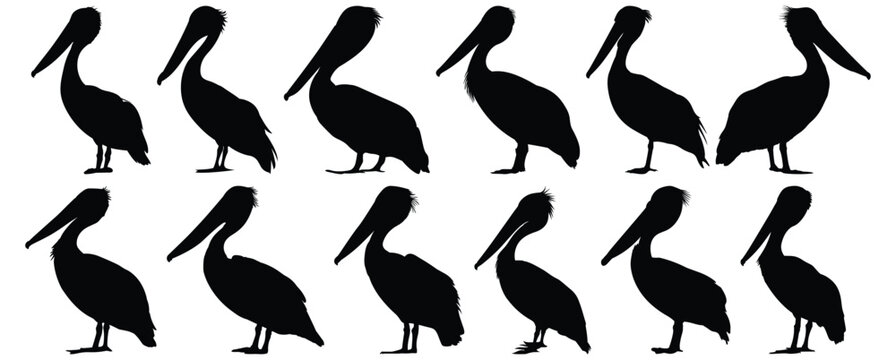 Pelican silhouette set vector design big pack of bird illustration and icon