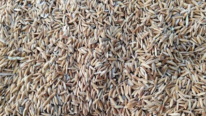 high angle of rice being dried