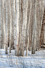 Fototapeta premium A grove of aspen trees in a snow covered forest near Fort Klamath, Oregon
