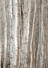 Obraz premium A grove of aspen trees in a snow covered forest near Fort Klamath, Oregon