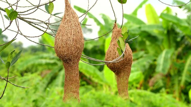 Bird nests are hanging on tree, out door Chiangmai Thailand.