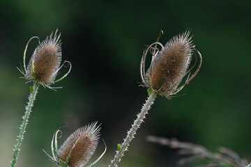 Obraz premium Close up of common teasel dried seedheads