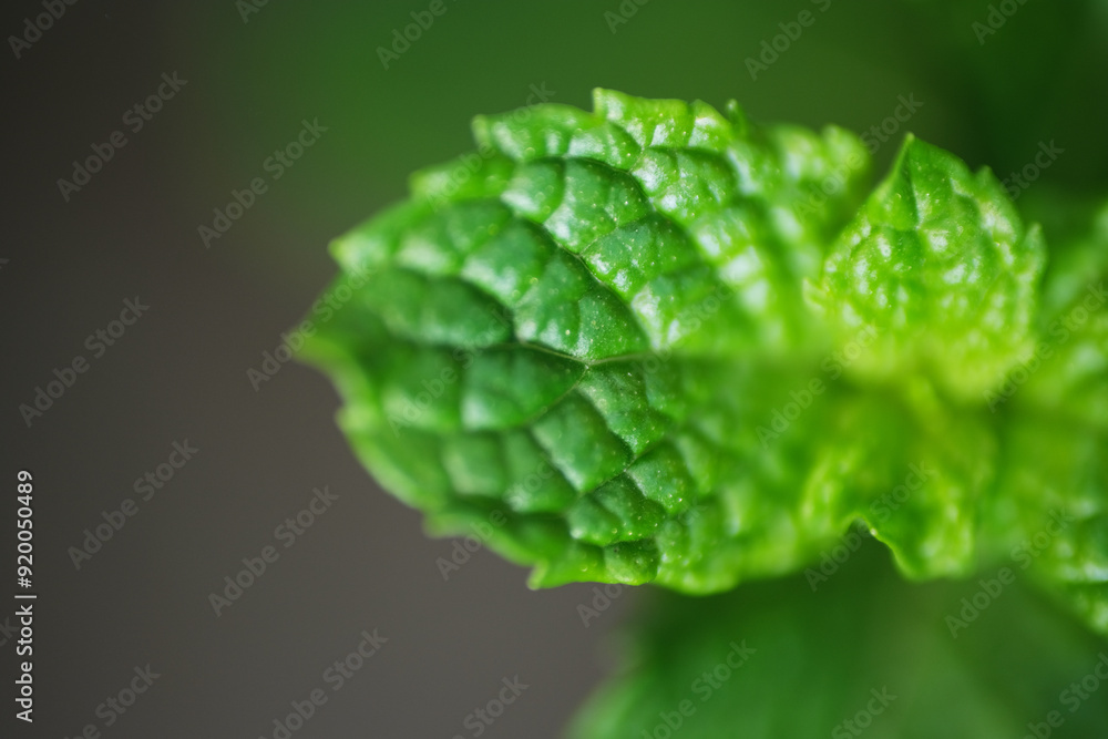 Wall mural close up of mint leaf background