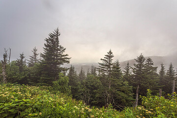 Picturesque hazy mountain forest with wildflowers