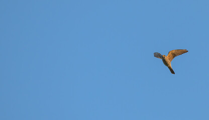 American kestrel flies against a blue sky.