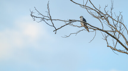 Mississippi kite perched in a tree.