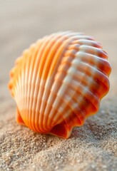 Close-up of an orange seashell on sandy beach