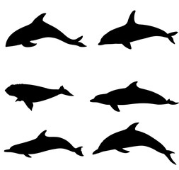 silhouettes of dolphin 