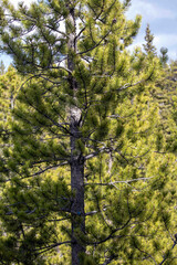 Tall Green Pine Tree with Smaller Pines