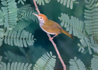 A dark-necked tailorbird (Orthotomus atrogularis) perched on a branch among vegetation and foliage