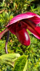 Close-up of a red orchid flower, Lady's Slipper (Paphiopedilum), in the garden.