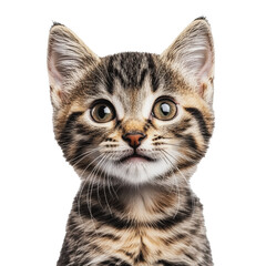 Fototapeta premium PNG Adorable tabby kitten on white backdrop