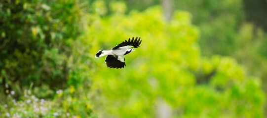 The magpie-lark, also known as wee magpie, peewee, peewit, mudlark or Murray magpie, is a passerine bird native to Australia. The scientific name is Grallina cyanoleuca.