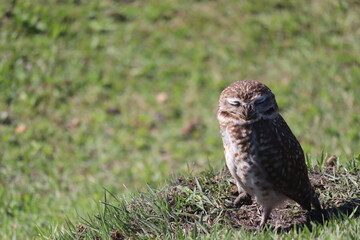 Owl sunbathing with green grass in the background
