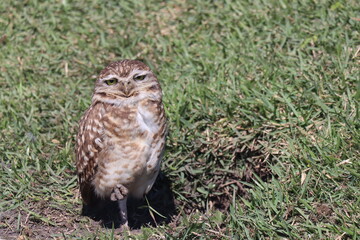 Owl sunbathing with green grass in the background
