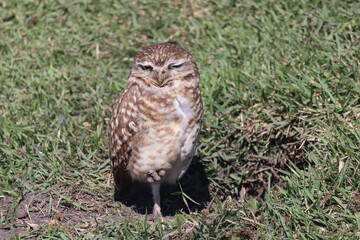 Owl sunbathing with green grass in the background
