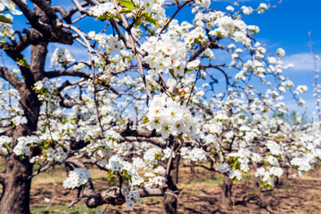 Pear flowers bloom in spring