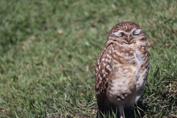Owl sunbathing with green grass in the background
