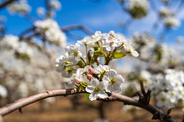 Pear flowers bloom in spring