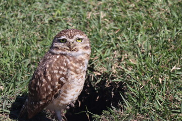 Owl sunbathing with green grass in the background