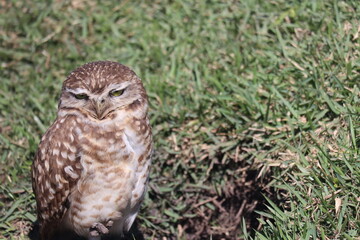 Owl sunbathing with green grass in the background