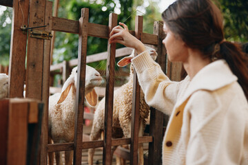 A woman is petting a sheep through a fence in an animal farm bók