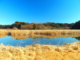 冬の21世紀の森と広場の千駄堀池風景